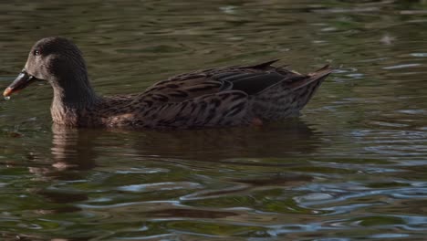 Weibliche-Ente-Schwimmt-Schnell-Durch-Wasser