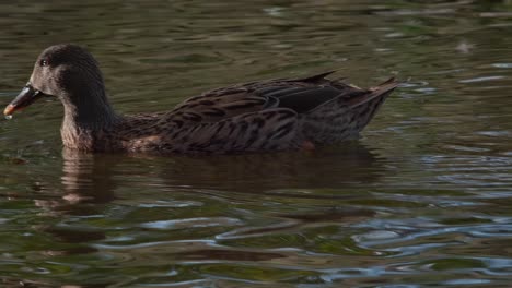 pato hembra nada rápidamente a través del agua