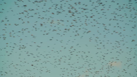 beautiful migration of bird flock flying on clear blue sky, static