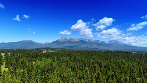 flying over the vast pine tree woods in the wilderness of slovakia. tatra mountain range under the blue sky at backdrop