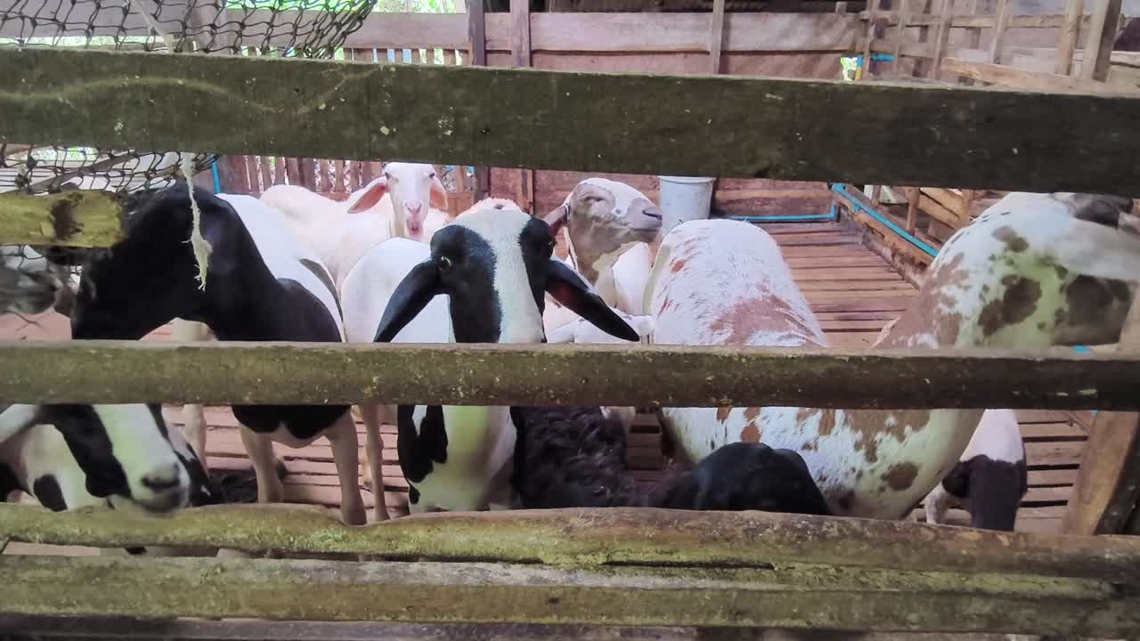 양과 염소 농장 에