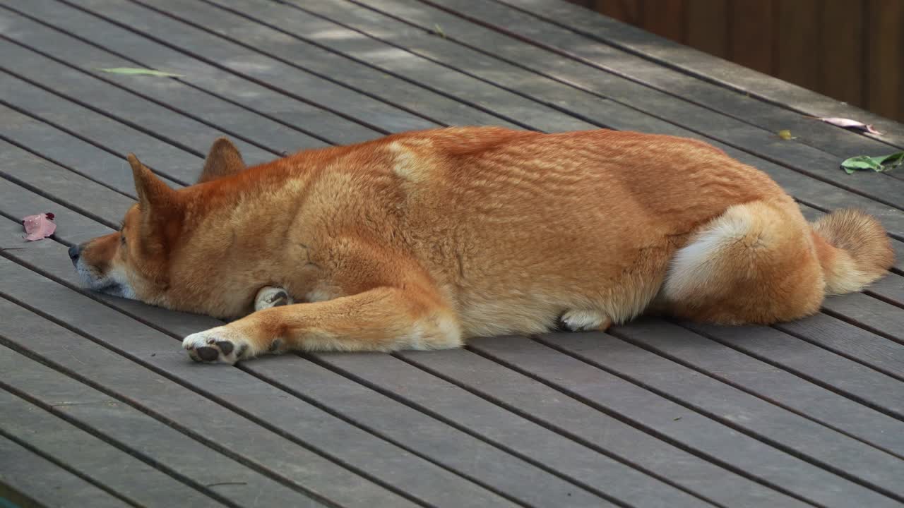 Shiba Inu dog sleeping on a wooden deck