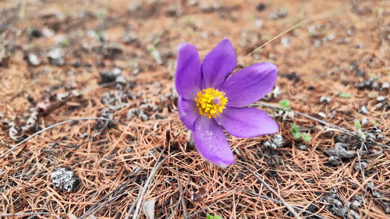 una flor púrpura florece entre los pinos en el bosque de primavera