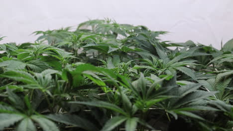 disparo en cámara lenta de una planta de cannabis que crece en una tienda de cultivo