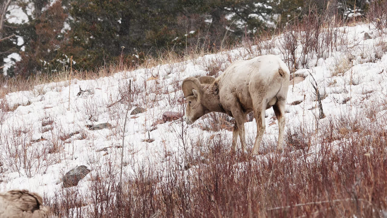 A bighorn sheep navigates through a snow-covered landscape amidst the chill of winter, showcasing its agility and resilience in the wild. Traversing snowy terrain in a mountainous region.