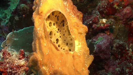 close up of a yellow sponge on coral reef