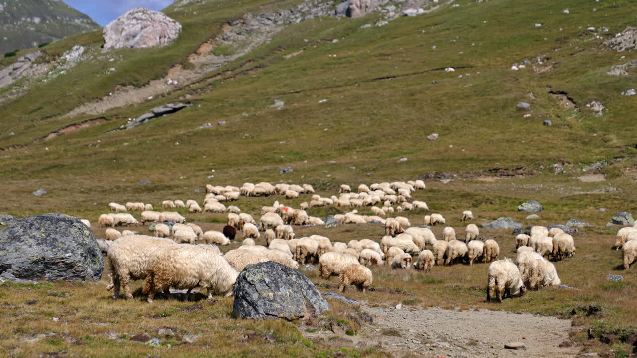 Pecore al pascolo in un paesaggio montano. Un grande gregge di pecore pascola pacificamente su un pendio verde sotto un cielo blu, con montagne sullo sfondo.
