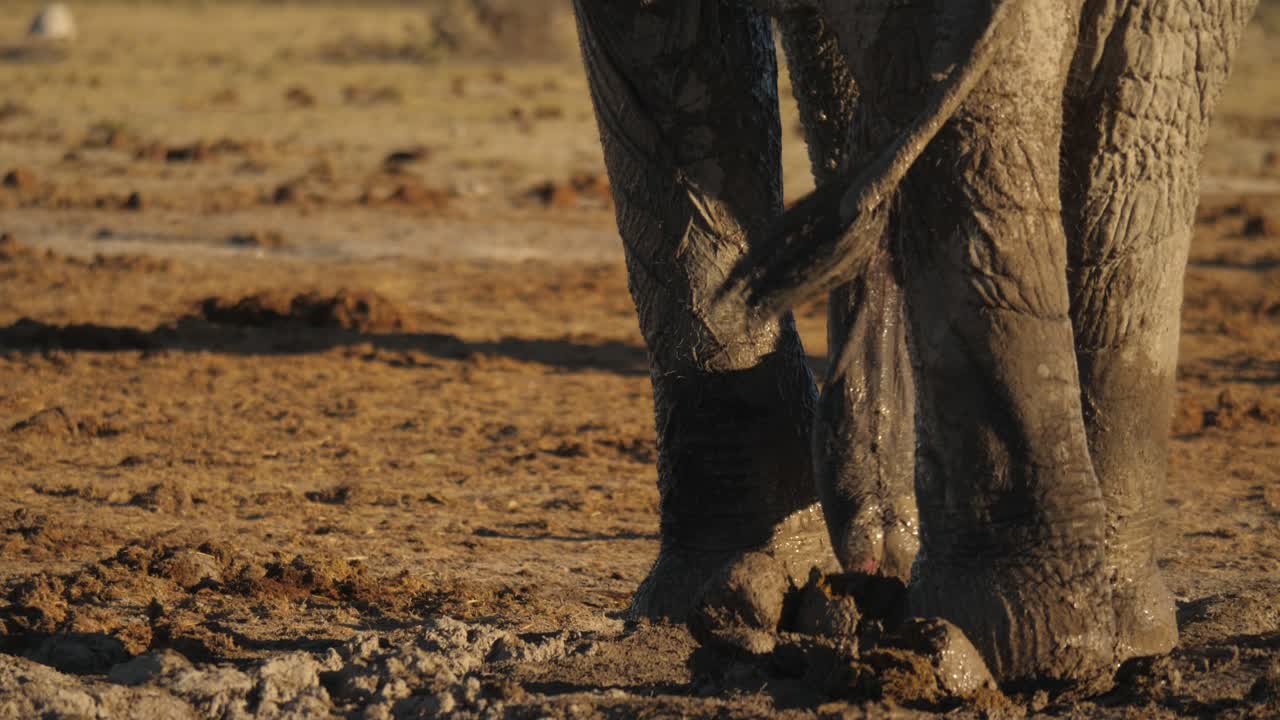 Premium stock video - Wet elephant close up of trunk, legs, penis rear,  drought savannah, tilt down