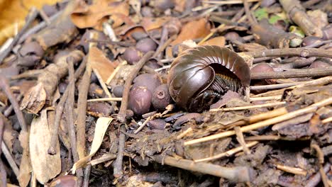 millipede.