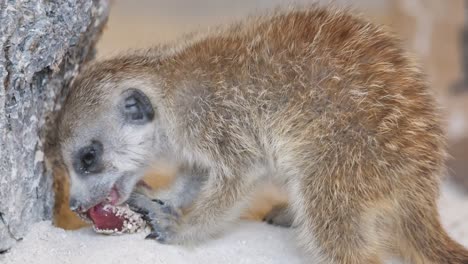 young meerkat baby eating fresh piece of meat,close up shot