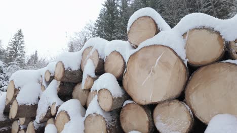 snow-covered wood stack over pine tree forest mountain in germany