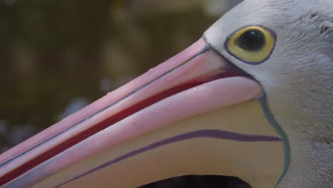 close-up of pelican head. portrait view