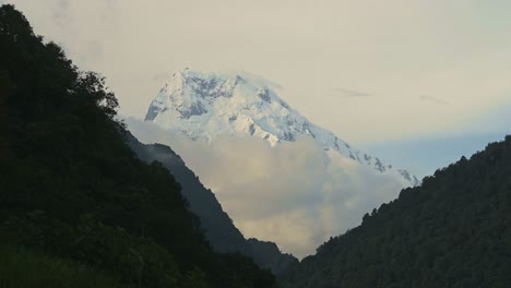 snowcapped snowy mountain top and forest, big massive summit of annapurna south rising over a forest of trees in himalayas mountains foothills scenery in nepal, beautiful sunset himalayas landscape