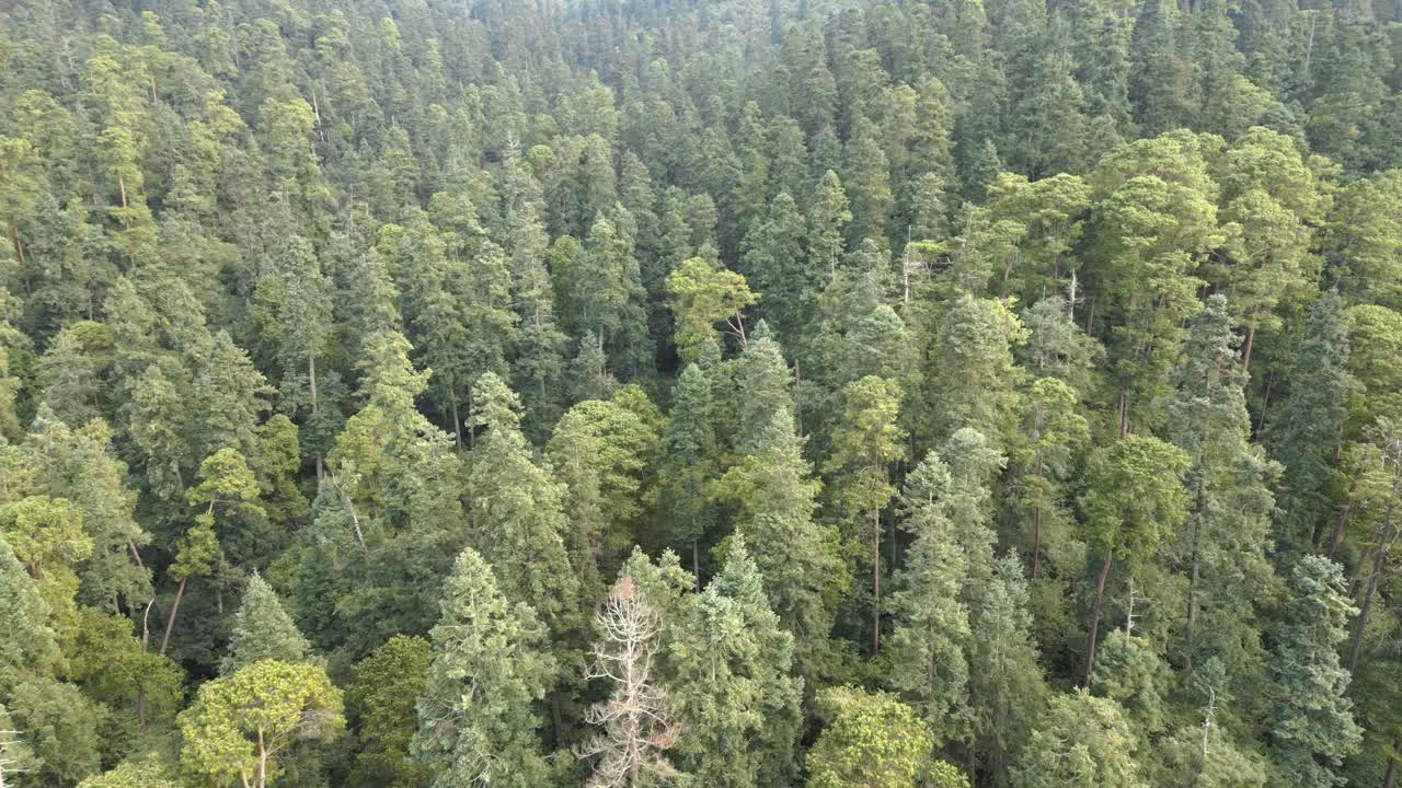 drone disparó el bosque desierto de los leones