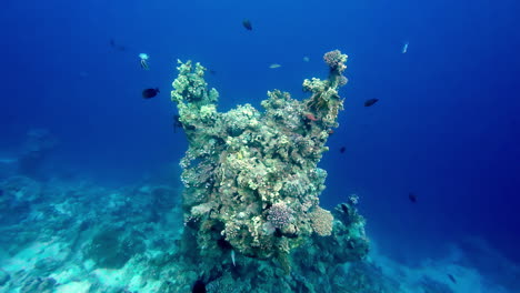 giant coral reef underwater ecosystem reef-building corals red sea egypt