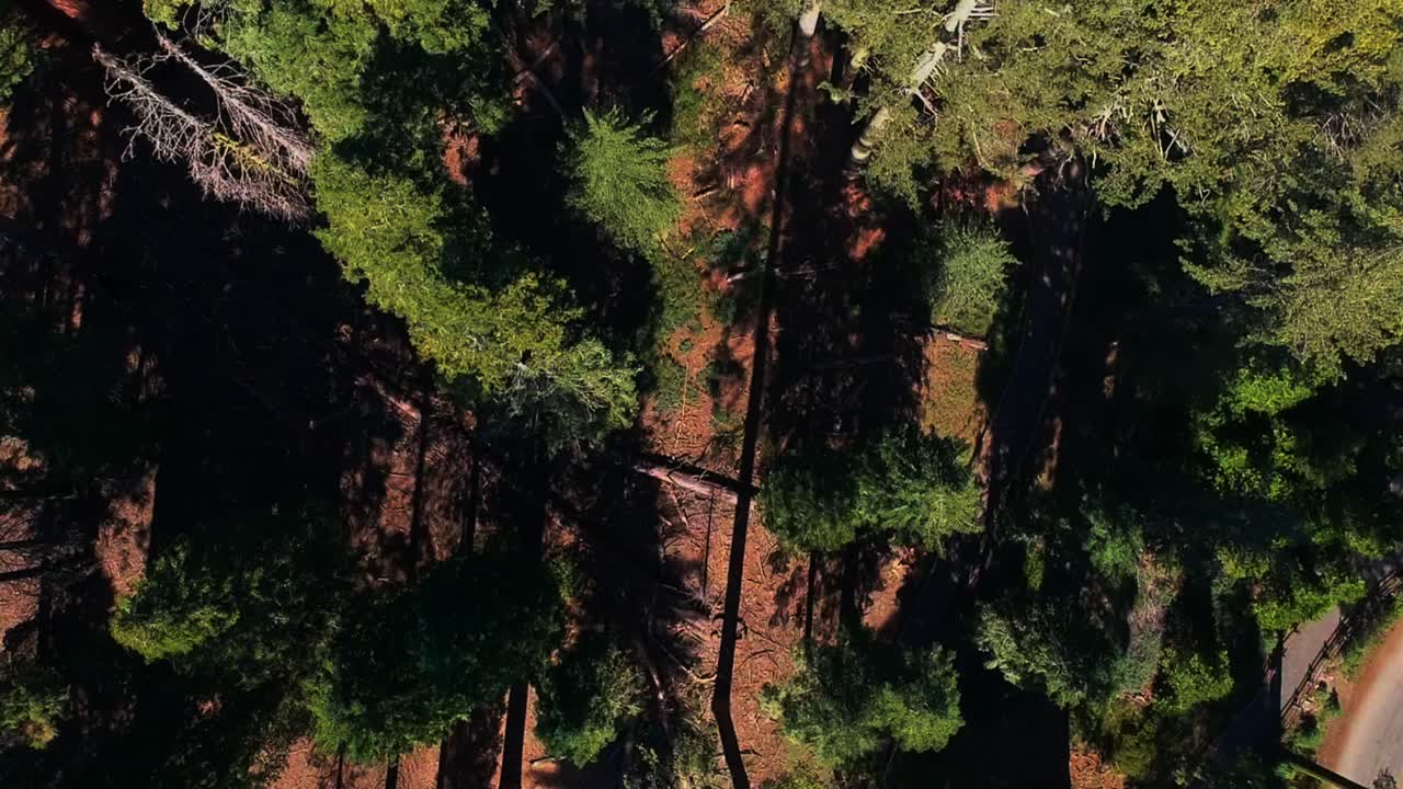 SEQUOIA NATIONAL PARK - TRAVEL VIDEO