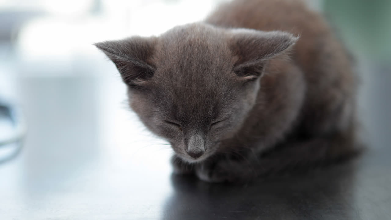 Piccolo gattino grigio seduto sul tavolo del veterinario
