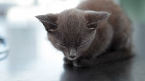 pequeño gatito gris sentado en la mesa de los veterinarios