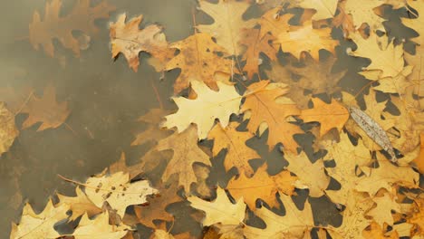 golden oak leaves fallen into water puddle during golden autumn season