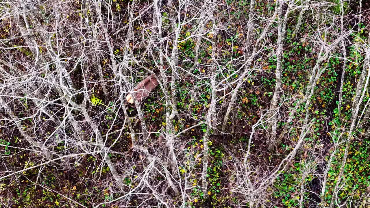 Aerial of a deer hiding among dense, bare forest branches in late autumn