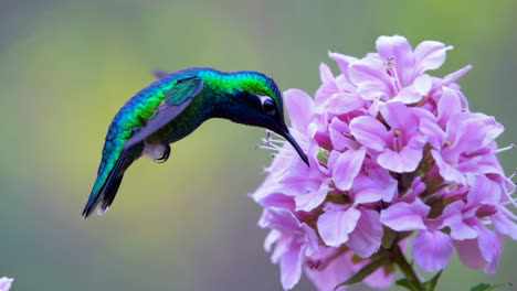 iridescent hummingbird feeding on a pink flower