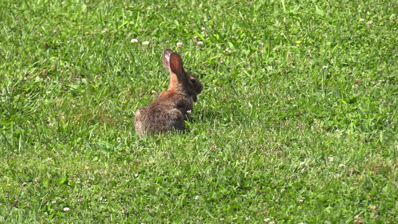 un conejo sentado en el campo mirando a su alrededor y comiendo hierba