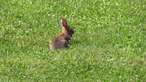 un conejo sentado en el campo mirando a su alrededor y comiendo hierba