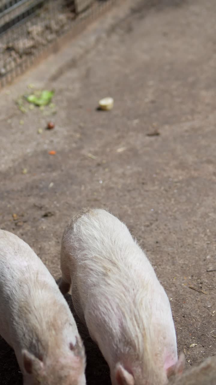 돼지가 밖에서 먹고 있어