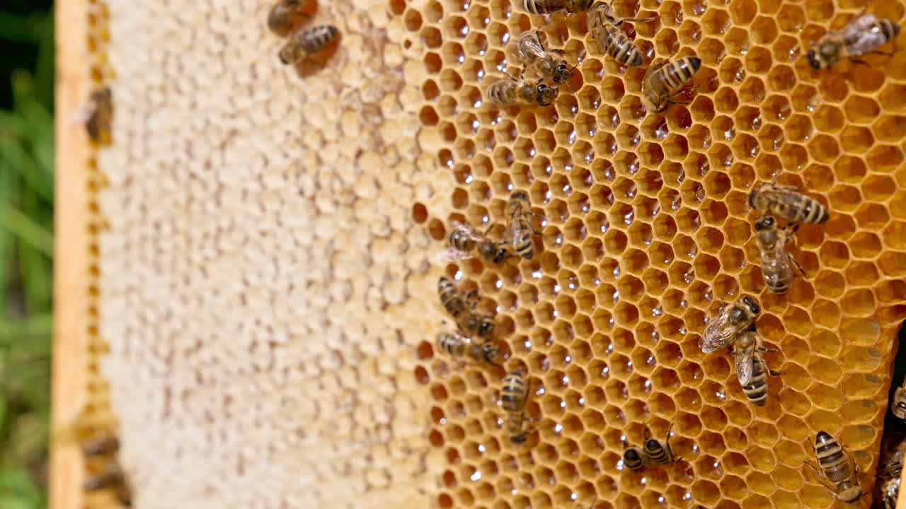 Wooden frame with honeycombs full of fresh healthy honey. Useful insects crawling by the cells half-covered with wax. Close up.