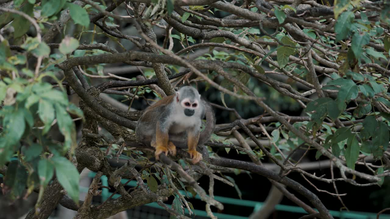 mono ardilla sentado en una rama de árbol en el bosque - tiro de ángulo bajo