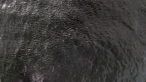 a top down view over a school of fish in the green waters of the atlantic ocean, near rockaway beach in ny