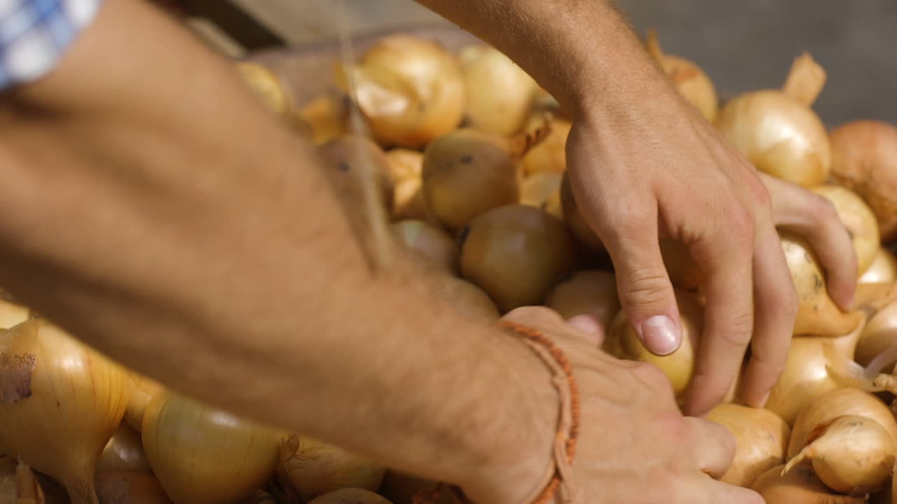 Hands sorting and handling onions