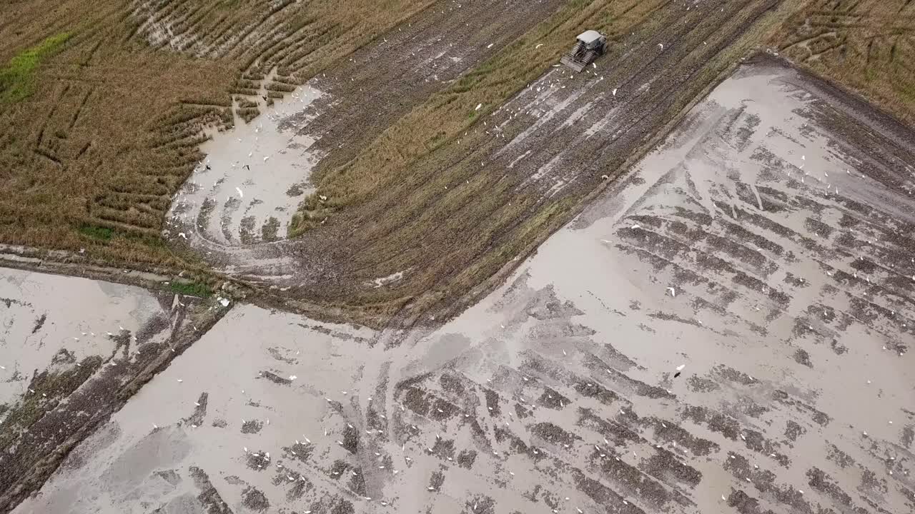 el pájaro garza blanca vuela alrededor del tractor en busca de comida.