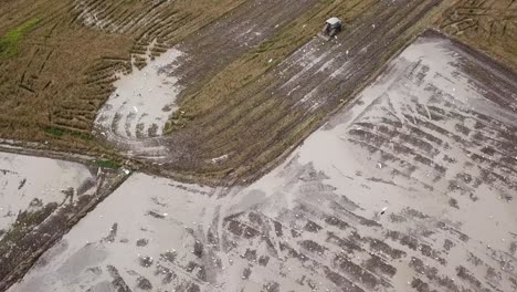 aerial view white egret bird fly around tractor searching food.