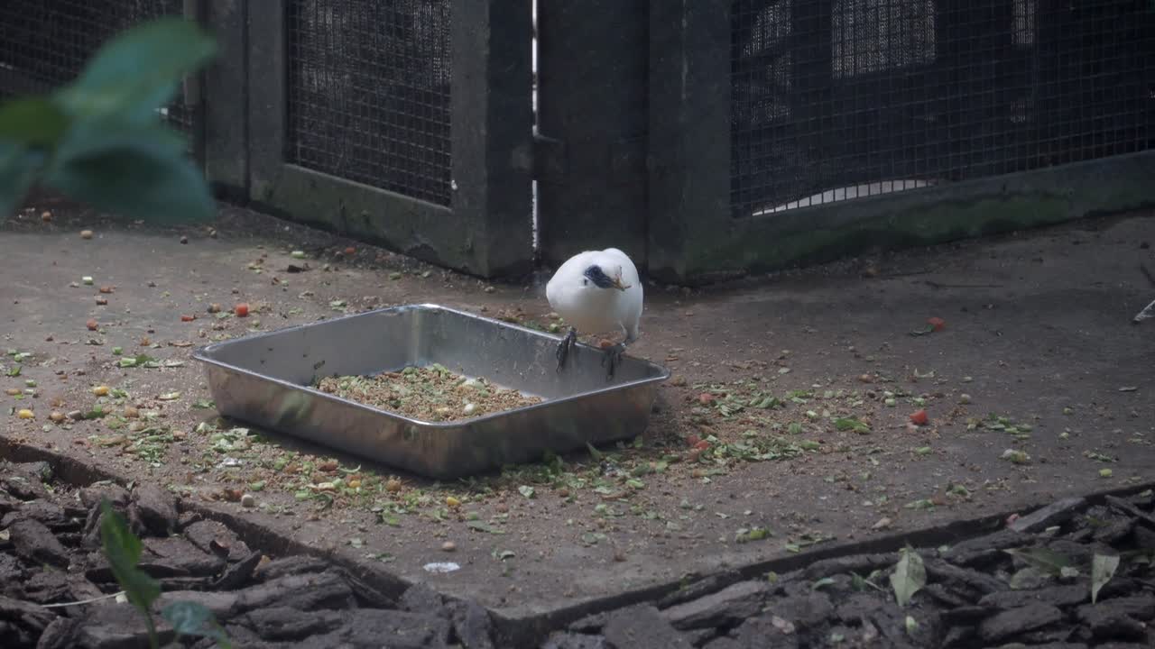 White Bird Eating from Tray