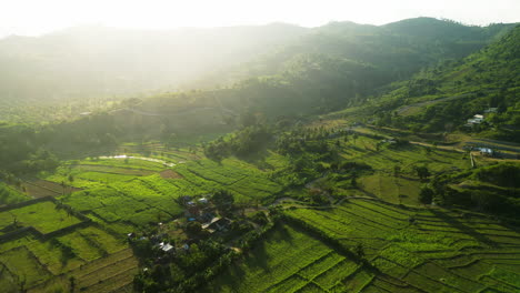 Vuelo-Aéreo-Sobre-Campos-De-Palmeras-Y-Campos-De-Arroz-A-La-Hora-Dorada,-Indonesia