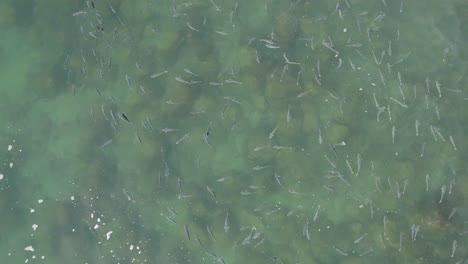 School-Of-Mullet-Fish-Floating-And-Swimming-In-The-Sea-Near-Burleigh-Mountain-In-Queensland,-Australia