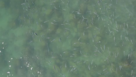 un grupo de peces mullet flotando y nadando en el mar cerca de la montaña burleigh en queensland, australia