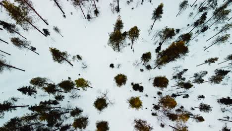 toma de arriba hacia abajo desde el dron del bosque en el círculo polar ártico.