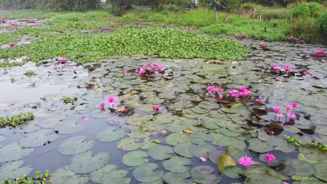 Unter-Den-Pflanzen-Seerose,-Teich,-Fluss,-Meer,-Blühende-Seerose,-Schöne-Luftaufnahme,-Gruppe,-Blüte,-Feld,-Oben