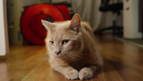 vista frontal completa del gato de piel marrón mirando a su alrededor y de pie para alejarse en la oficina de casa