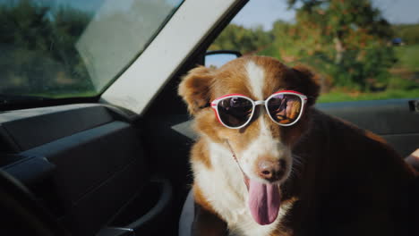 The-Dog-Travels-With-The-Owner-In-The-Car-The-Pet-Is-Wearing-Sunglasses