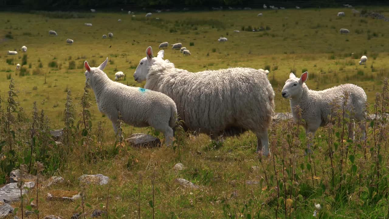 un grupo de ovejas y corderos en un campo agrícola inglés