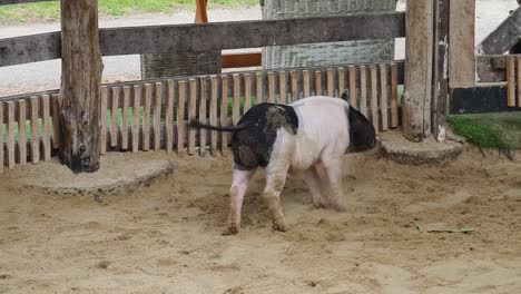 pig in a pen