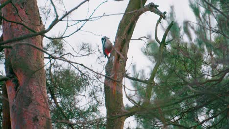 Close-up of middle spotted woodpecker looking for food on the tree bark in the forest