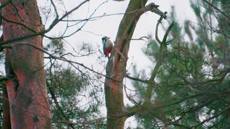 close-up of middle spotted woodpecker looking for food on the tree bark in the forest