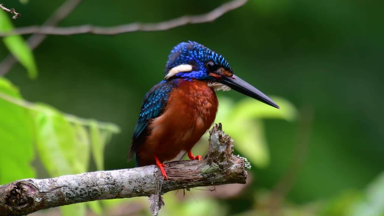 el martín pescador de orejas azules es un pequeño martín pescador que se encuentra en tailandia y es buscado por los fotógrafos de aves debido a sus hermosas orejas azules, ya que es una pequeña, linda y esponjosa bola de plumas azules de un pájaro