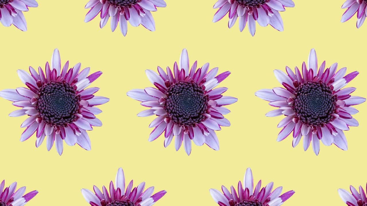 patrón animado de crisantemo rosado en un fondo amarillo. simple animación de concepto de bucle sin costura floral