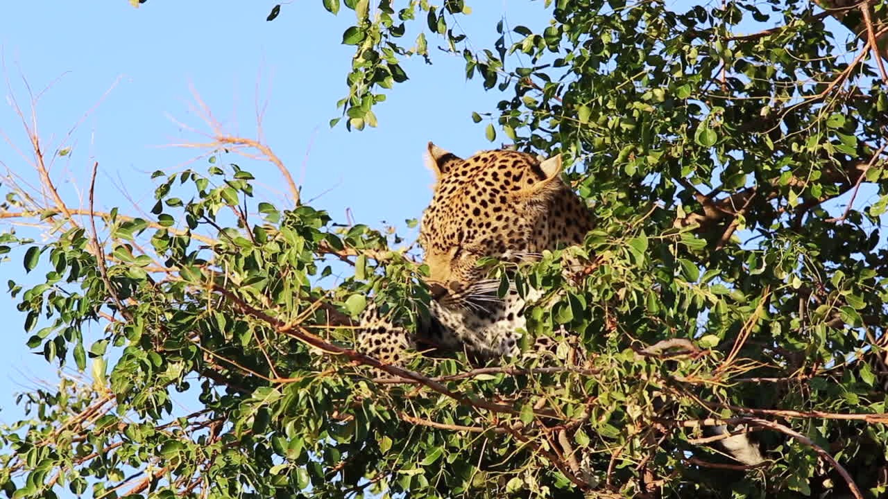 un joven leopardo macho se acicala dentro de un pequeño árbol de maroela con exuberantes hojas verdes, luego, curiosamente muerde la cola de su hermano que descansa junto a él, el parque nacional del gran kruger