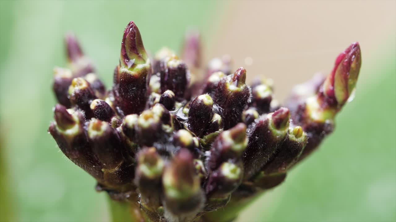 gotas de lluvia encima de la flor en cámara lenta